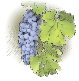 grapes